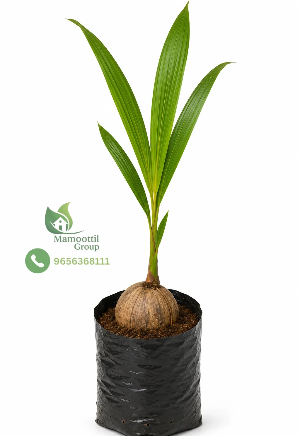 Selected Coconut Seedlings